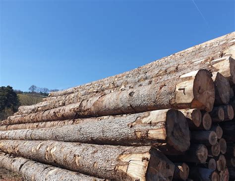The <b>Douglas-fir</b> beetle is most often found following extensive blowdown of mature trees. . Douglas fir log prices oregon 2022